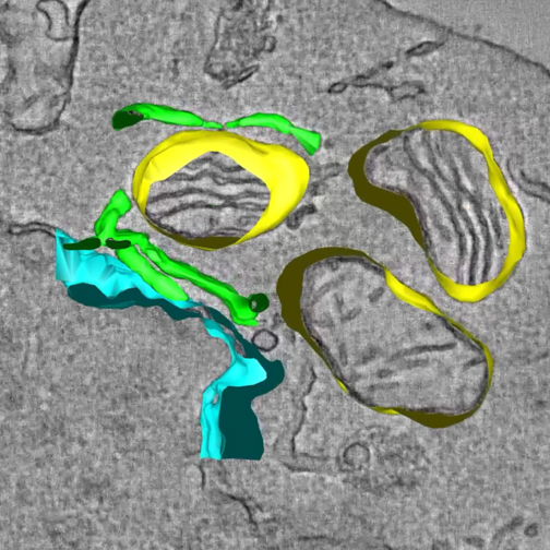scientific image 2
