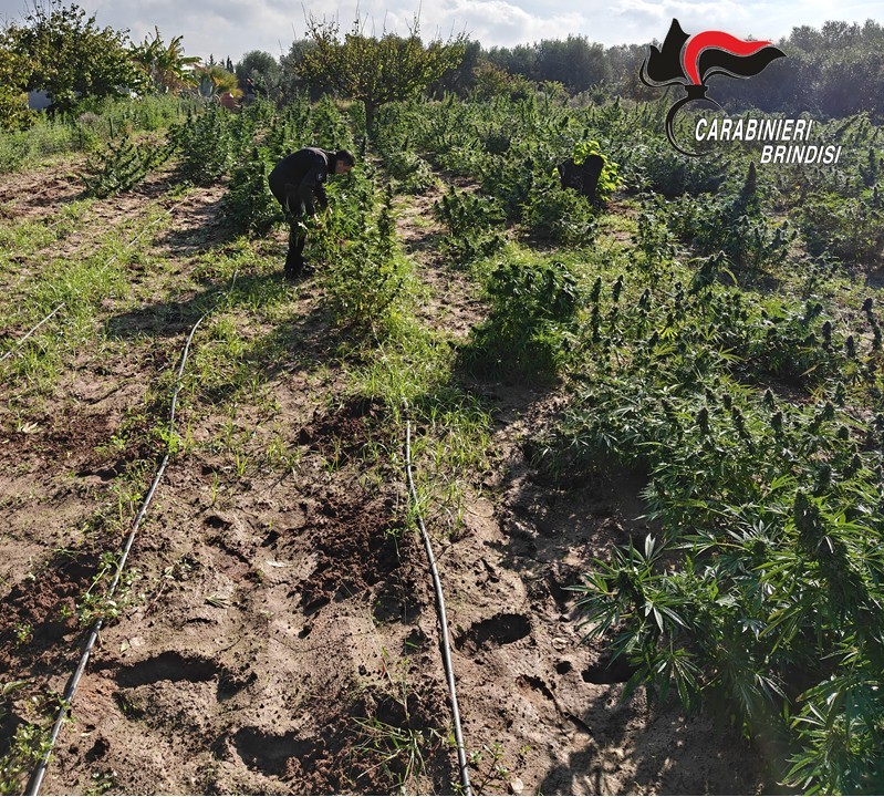 nel brindisino accusa piantagione di marijuana nel giardino di casa arrestati marito e moglie carabinieri
