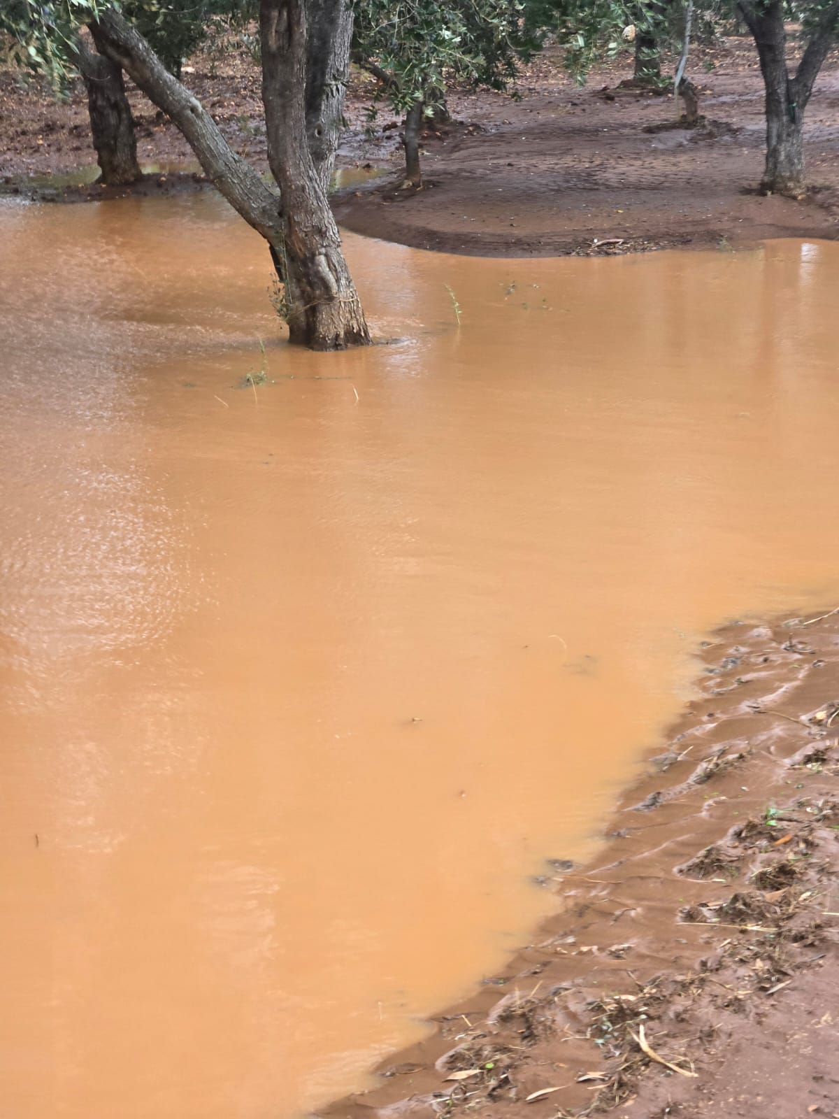 Ostuni, bomba d’acqua con un morto: “una corretta manutenzione dei canali avrebbe potuto evitare una parte sostanziale dei danni” Confagricoltura Puglia