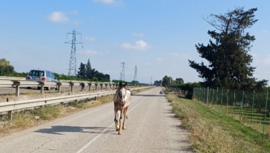 Castellaneta Marina: cavallo cieco vicino alla statale, salvato dai soccorritori Stamattina Castellaneta Marina: cavallo cieco vicino alla statale, salvato dai soccorritori Stamattina