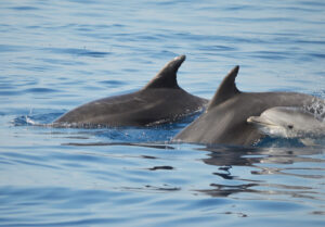 Cucciolo Tursiope con mamma e papà (Foto JDC)