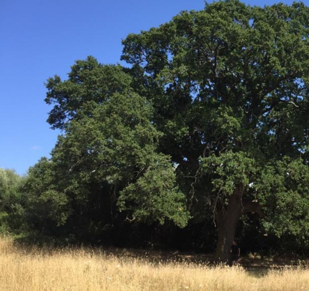 Alberi monumentali: in Puglia sono 252 Coldiretti