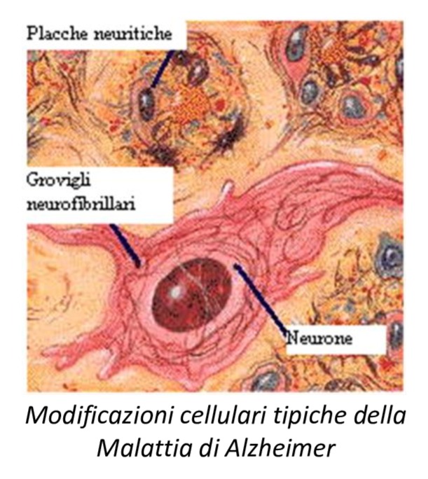modificazioni cellulari