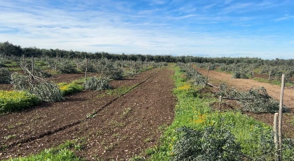 Criminalità Tagliati selvaggiamente 487 ulivi a Molfetta