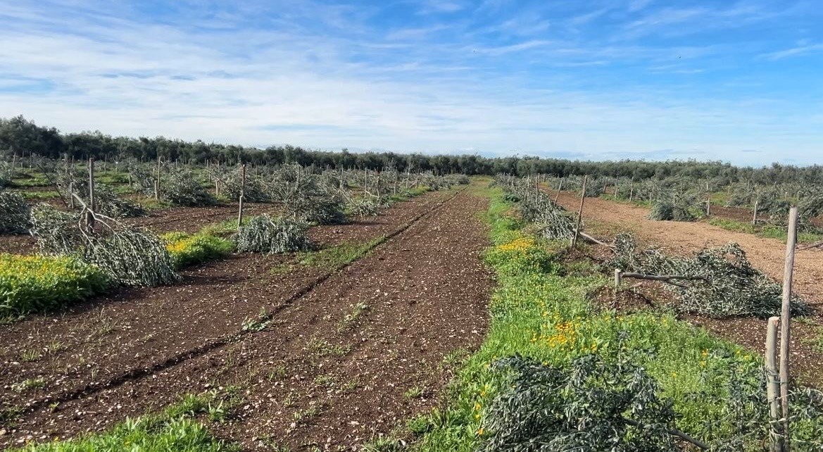 Molfetta, criminalità: tagliati brutalmente 487 ulivi Coldiretti Puglia
