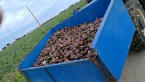 Crack carciofi nei campi finiscono all’industria a 5 6 centesimi a capolino(1) Crack carciofi nei campi finiscono all’industria a 5 6 centesimi a capolino(1)