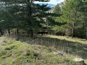 Foto sentiero Foto sentiero