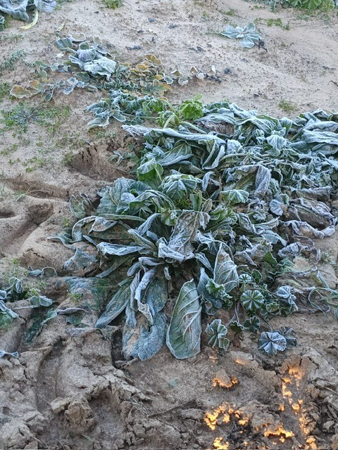 Puglia: gelate devastanti per “carciofi, broccoli e cavoli in campo” Coldiretti sulle conseguenze del maltempo per l