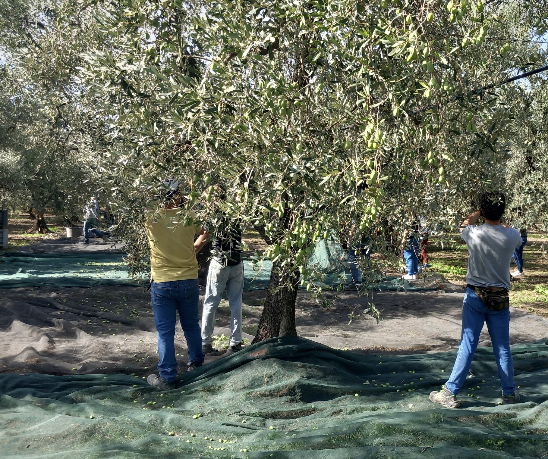 Bitonto: “potrebbero essere espiantati circa 50mila alberi di ulivo” per nuovi impianti fotovoltaici Cia Puglia, prospettiva dei prossimi mesi