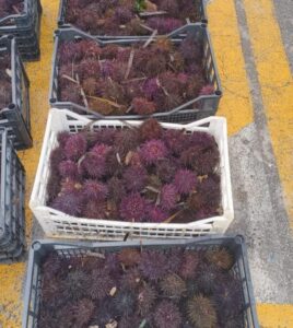 ricci di mare ricci di mare