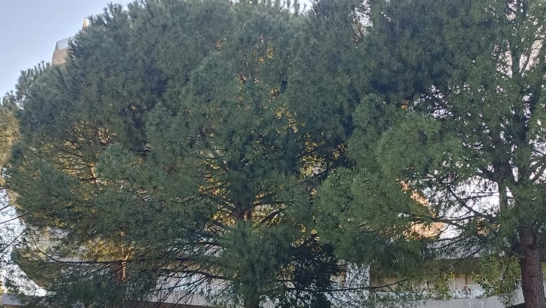 Bari: raccolta fondi per la manutenzione dei pini dell’orto sociale Vicini all'obiettivo