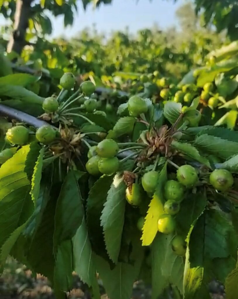 Azzerata la produzione di ciliegie ad Andria dcanni su vigneti ed oliveti anche a Canosa e Barletta