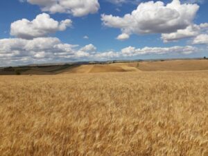 CAMPI GRANO GRAVINA POGGIORSINI FOTO SANGERARDI CAMPI GRANO GRAVINA POGGIORSINI FOTO SANGERARDI