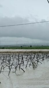 In 48 ore caduti fino a 120 millimetri di pioggia in Puglia In 48 ore caduti fino a 120 millimetri di pioggia in Puglia