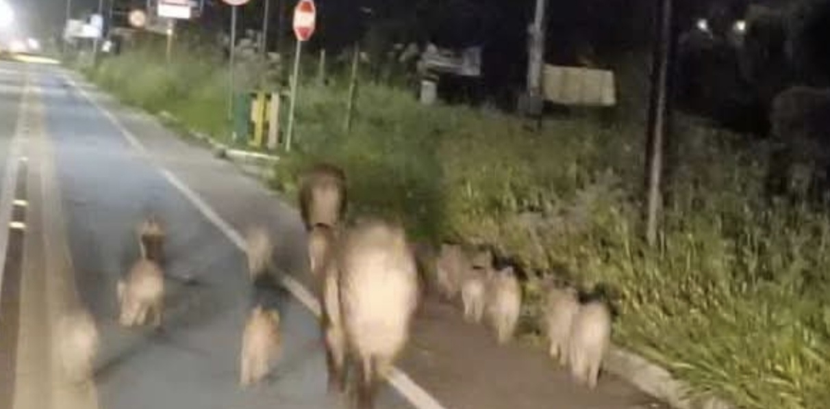 Policoro: una famigliola di 14 cinghiali a passeggio nel paese Blog di Filippo Mele