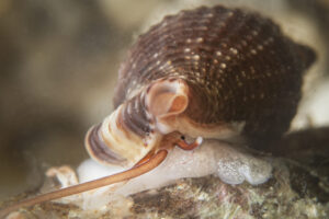 lumaca vampira lumaca vampira