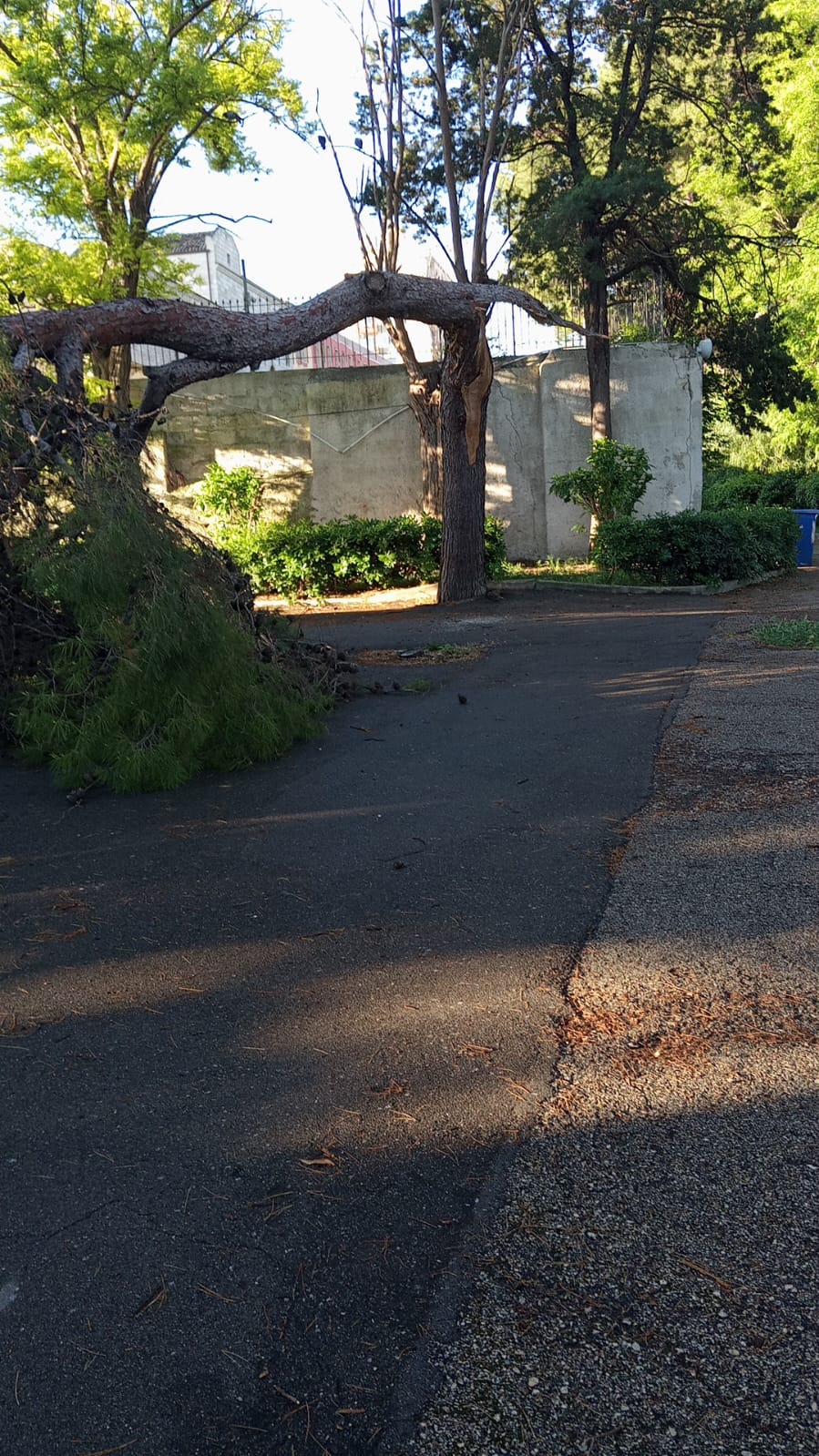 Taranto: villa Peripato Grosso albero giù, forse nella notte