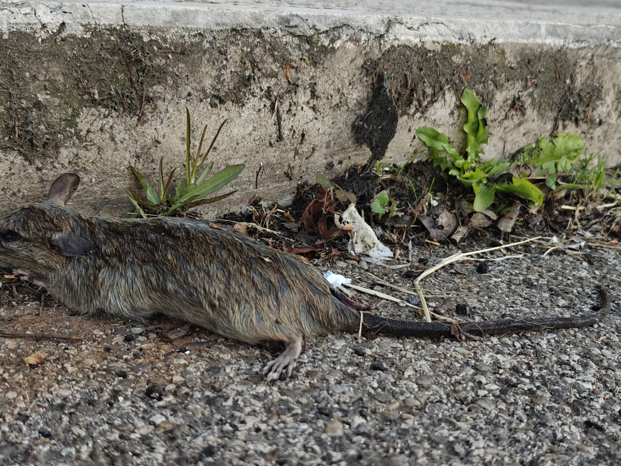 Martina Franca: ratto morto in strada da tre giorni Segnalazione ieri