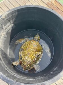 Caretta caretta 1 Caretta caretta 1