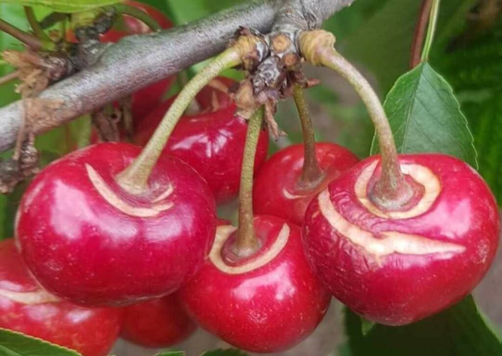 Nibifragi e grandinate si accaniscono su ciliegie