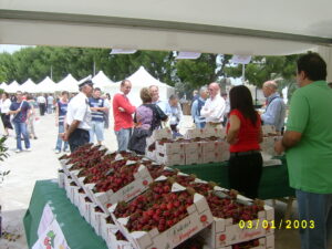 STAND FESTA 1 STAND FESTA 1