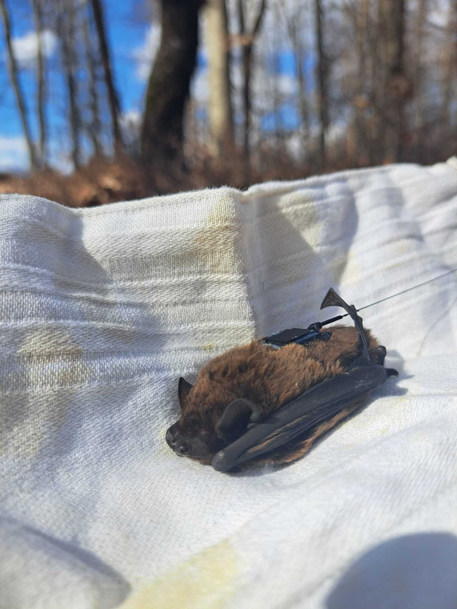 Ina, piccola pipistrella tracciata nel suo viaggio dall’Italia: varcate le Alpi è arrivata in Germania Nottola di Leisler