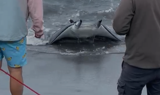 salvata una manta mediterranea nel mare di procida ieri da Noinotizie.it salvata una manta mediterranea nel mare di procida ieri