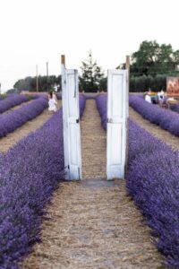 LAVANDA (1) LAVANDA (1)