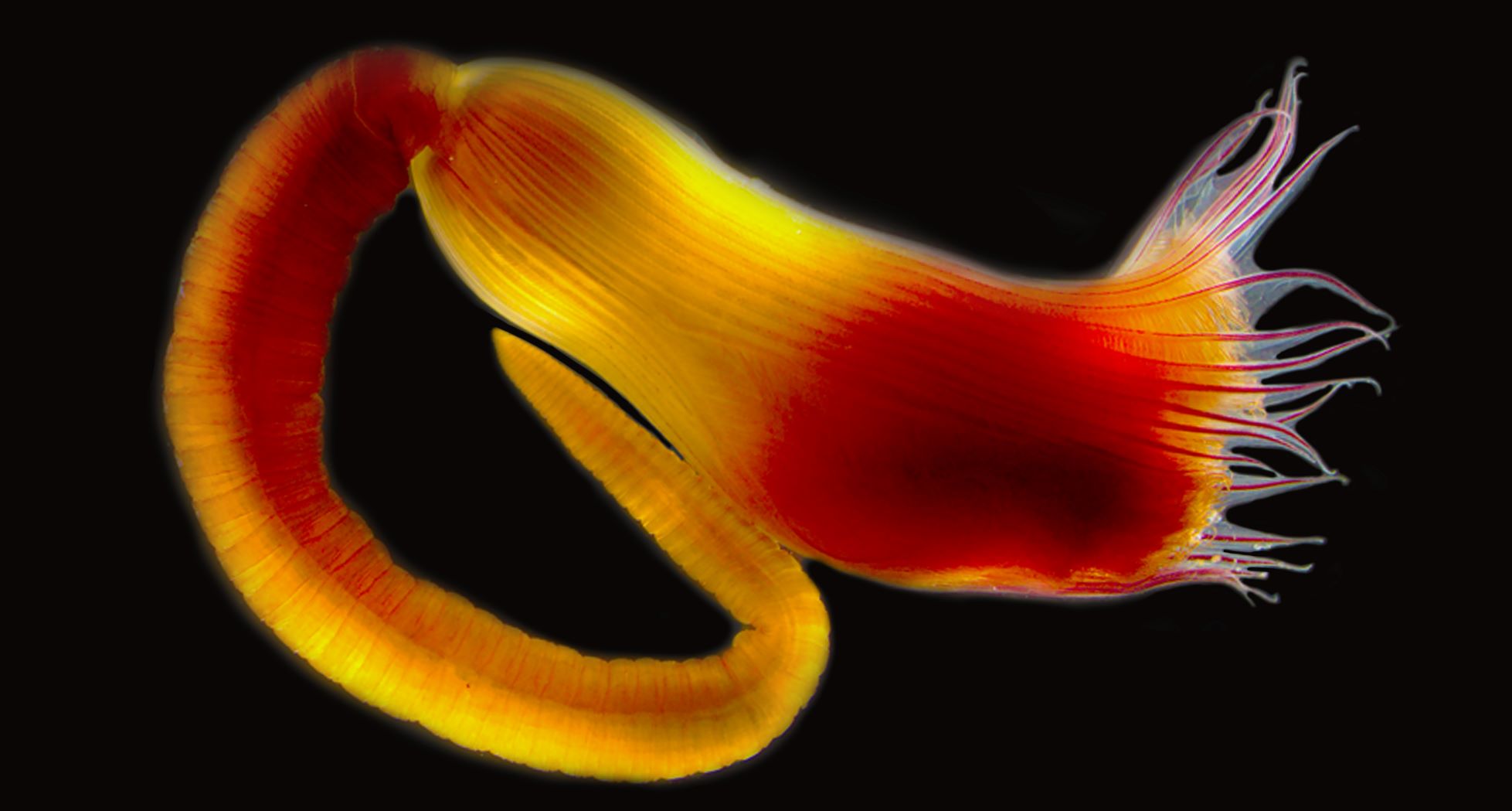 Myxicola albertoangelai: dedicata al divulgatore scientifico la nuova specie marina scoperta anche da ricercatori dell’Università del Salento Nel Mediterraneo