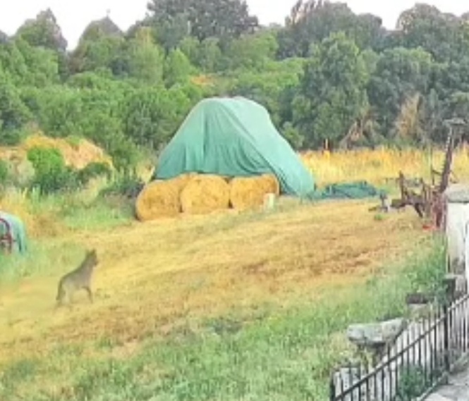 Un lupo a due passi dal centro abitato di Martina Franca Avvistato nell'agro verso Ceglie Messapica