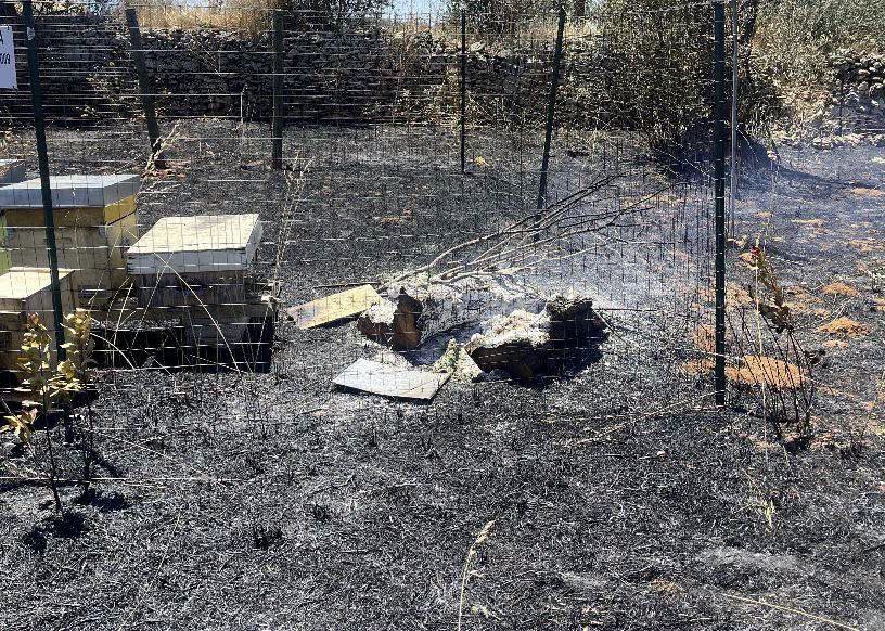 cellino san marco incendio doloso di un apiario morte circa 50mila api ieri notte da Noinotizie.it cellino san marco incendio doloso di un apiario morte circa 50mila api ieri notte