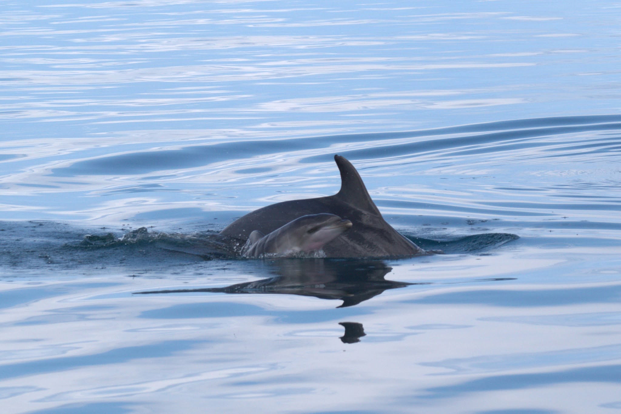 Taranto: un delfino neonato Jonian dolphin conservation