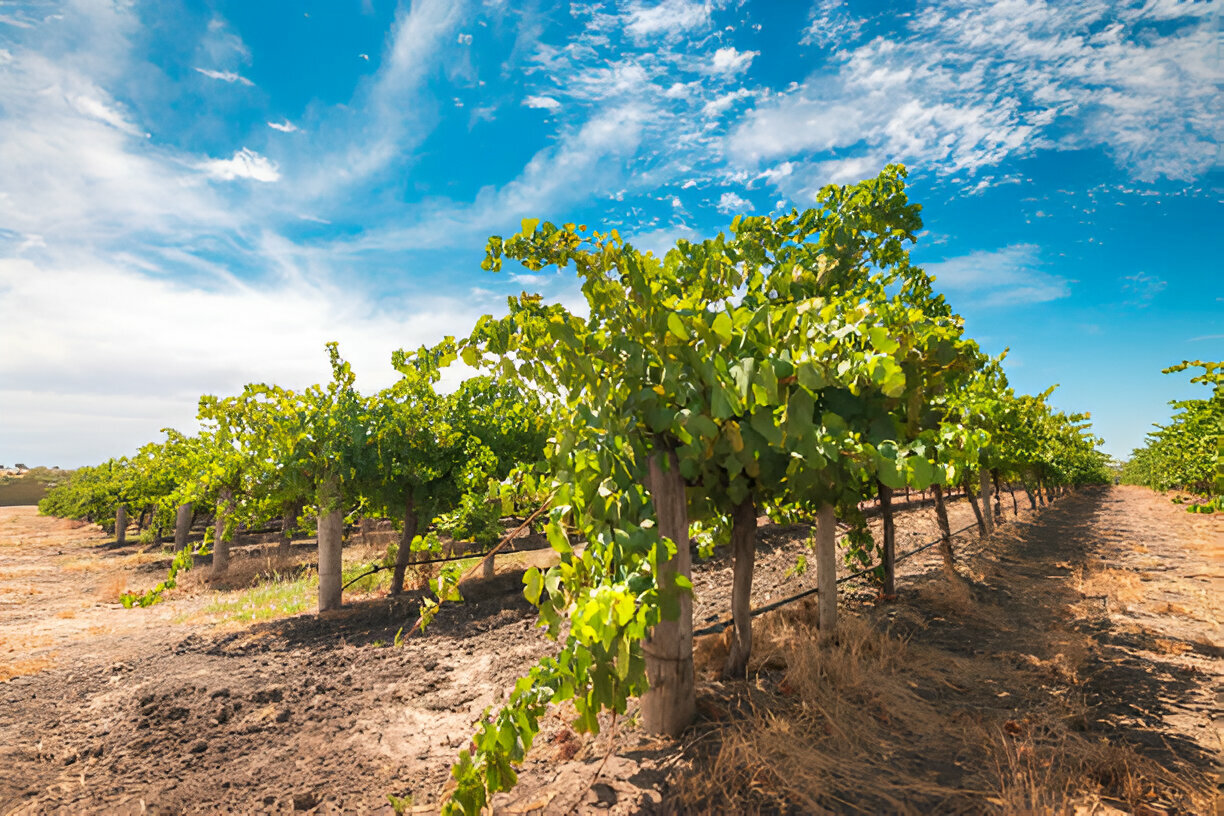 Elenco dei vigneti eroici e storici della Regione Puglia I primi individuati nei territori di Locorotondo, Manduria, Motta Montecorvino, Putignano e San Marco la Catola