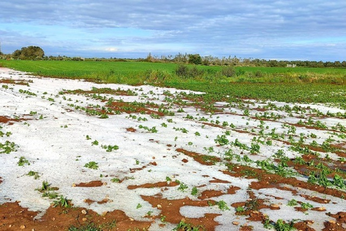 grandinate nel foggiano la scorsa primavera la giunta regionale chiede lo stato di calamit224 al ministero da Noinotizie.it grandinate nel foggiano la scorsa primavera la giunta regionale chiede lo stato di calamit224 al ministero
