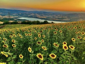 51839 Carlantino veduta lago Occhito girasoli 51839 Carlantino veduta lago Occhito girasoli