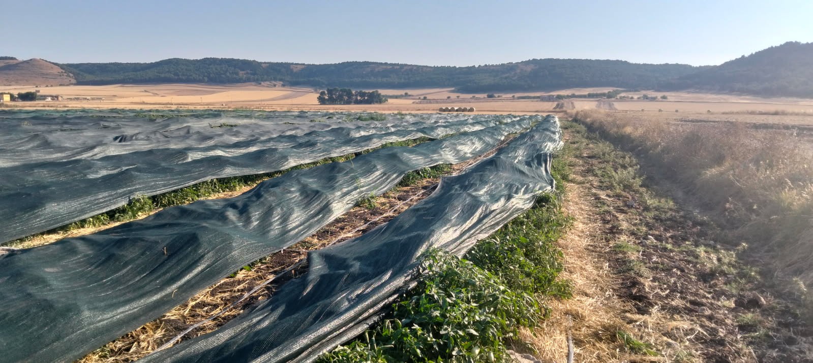 Altamura, agricoltura: “pomodori coperti per proteggerli dal sole rovente Coldiretti Puglia