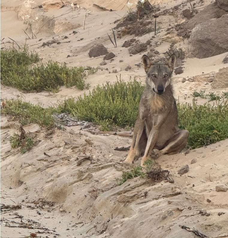 Torre Guaceto: “il lupo non è pericoloso, basta seguire poche regole per convivere in armonia” Esemplari "popolano la riserva ormai da anni"