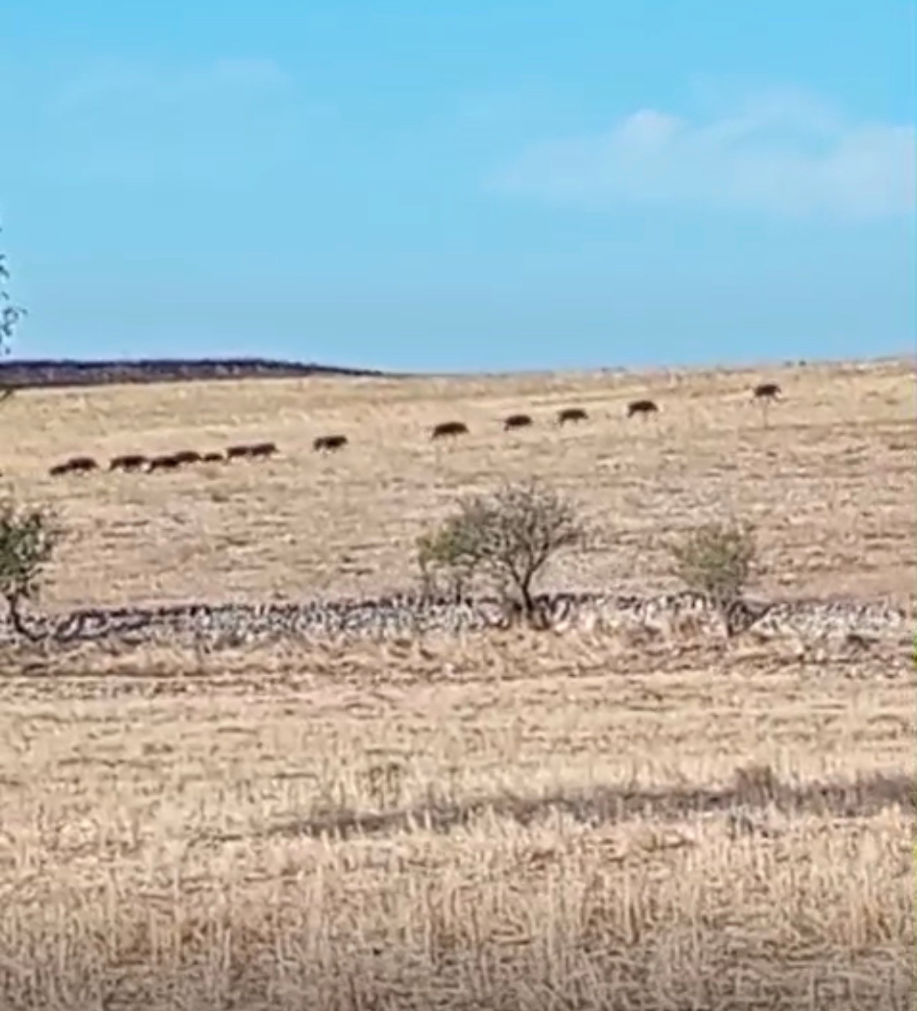 cinghiali l8217alta murgia ancora sotto assedio coldiretti puglia da Noinotizie.it cinghiali l8217alta murgia ancora sotto assedio coldiretti puglia