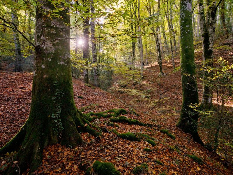 foresta umbra per pavari proposto lo status di bosco vetusto regione puglia da Noinotizie.it foresta umbra per pavari proposto lo status di bosco vetusto regione puglia