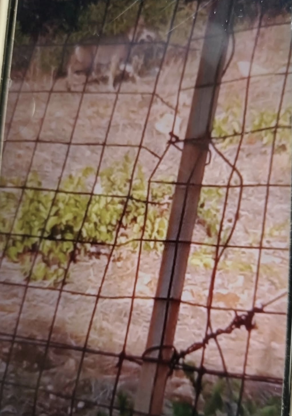 noicattaro lupo stamattina nel parco urbano vicino a scuole e asilo filmato da Noinotizie.it noicattaro lupo stamattina nel parco urbano vicino a scuole e asilo filmato